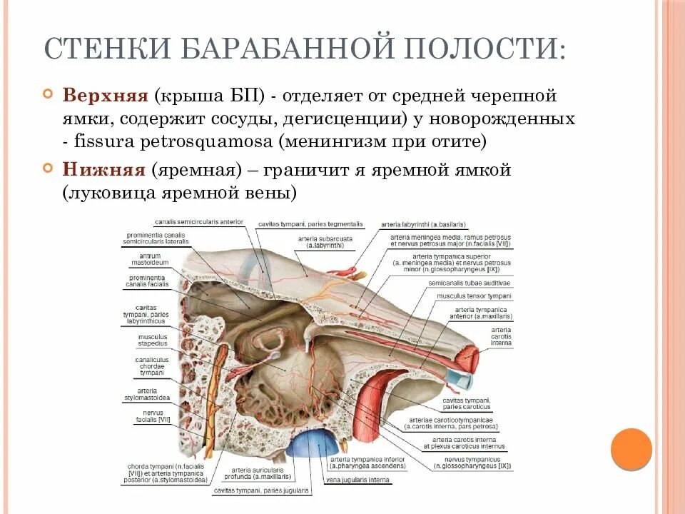 Слуховой латынь. Стенки барабанной полости анатомия. Барабанная полость среднего уха латынь. Стенки бараб полости. Строение барабанной полости височной кости.