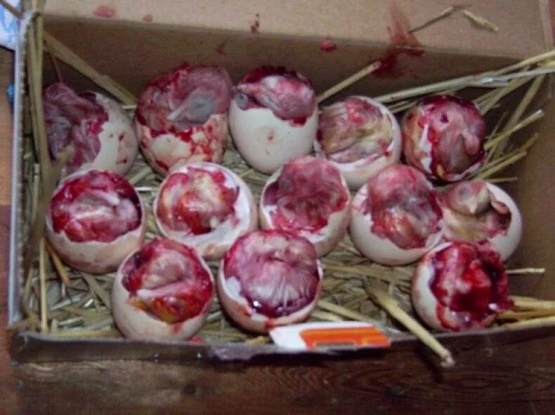 Кровь в яйцах кур. Зародыш цыпленка по дням. Этапы развития перепелиных яиц. Формирование цыпленка в яйце по дням. Зародыши цыплят по дням инкубации.
