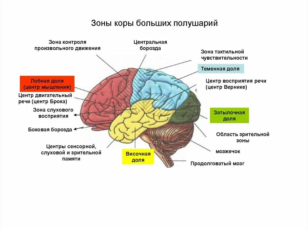 Корковые центры коры головного мозга. Доли и зоны коры больших полушарий головного мозга. Функциональные зоны коры головного мозга. Функция кожно-мышечной чувствительности зоны коры больших полушарий. Отдел головного мозга включающий кору