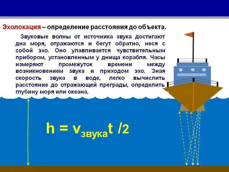 Входными воротами для эхолокационного слуха дельфина служит. Эхолокация. Эхолокация это в физике. Метод эхолокации. Эхолот прибор для измерения глубины.