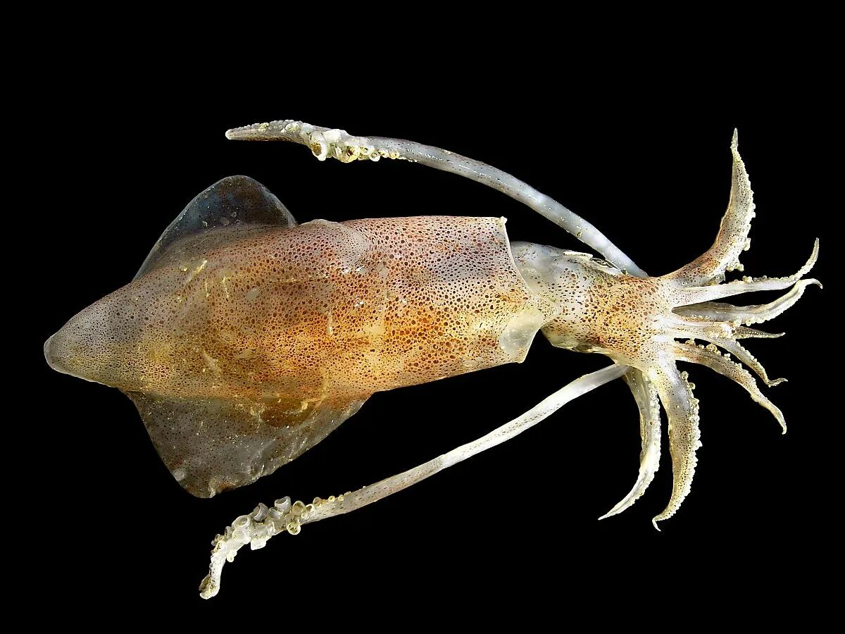 Кальмар каракатица. Каракатица щупальца. Кальмар lolliguncula brevis. Dosidicus gigas кальмар. Кальмар осьминог каракатица.