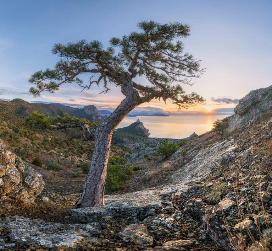 крым кипарисы сосны берег моря.