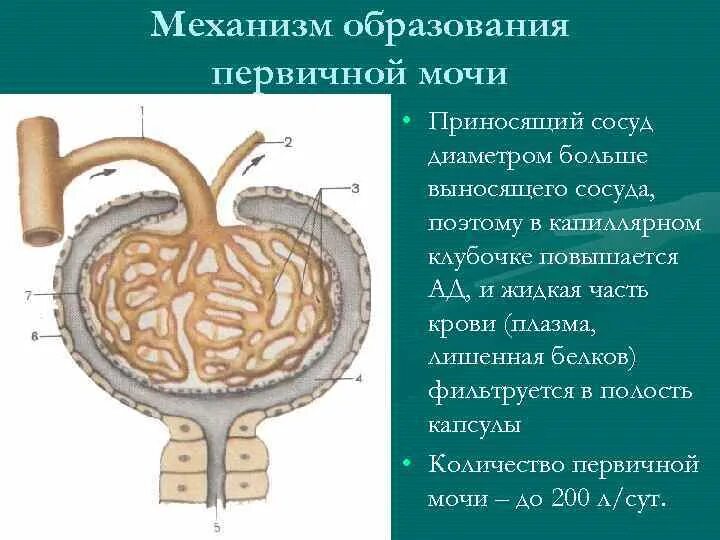 Сколько литров первичной мочи. Схема образования первичной мочи. Механизм образования первичной и вторичной мочи. Образование первичной моч. Первичная моча механизм образования.