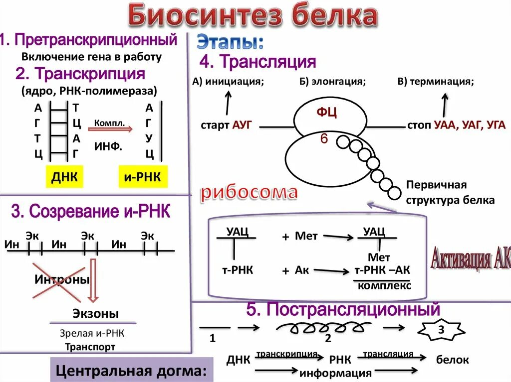 Служит матрицей при синтезе полипептидов. Этапы трансляции биосинтеза белка. Результат транскрипции биосинтеза белка. Схема этапы синтеза белка биохимия. Процесс биосинтеза белка схема.