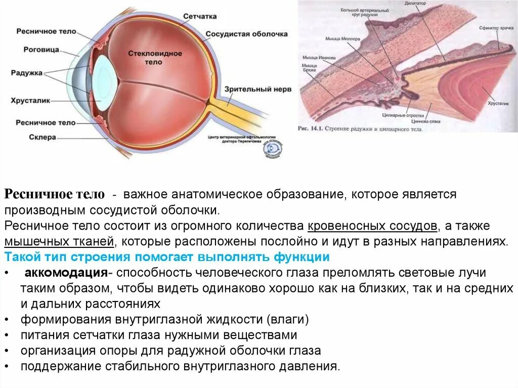 Какую функцию выполняет сосудистая оболочка глаза. Сосудистая оболочка строение. Сосудистая оболочка глазного яблока. Пигментный слой сосудистой оболочки глаза. Сосудистая оболочка глаза функции.