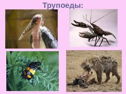 Трупоеды