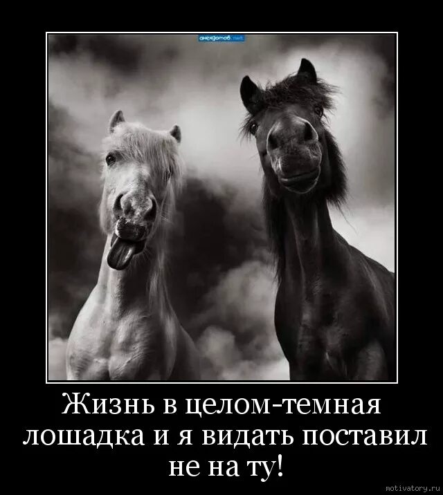 Мотиватор с конями. Демотиваторы про лошадей. Ты что лошадка. Конь демотиватор.