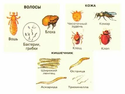 Организменная среда животные примеры