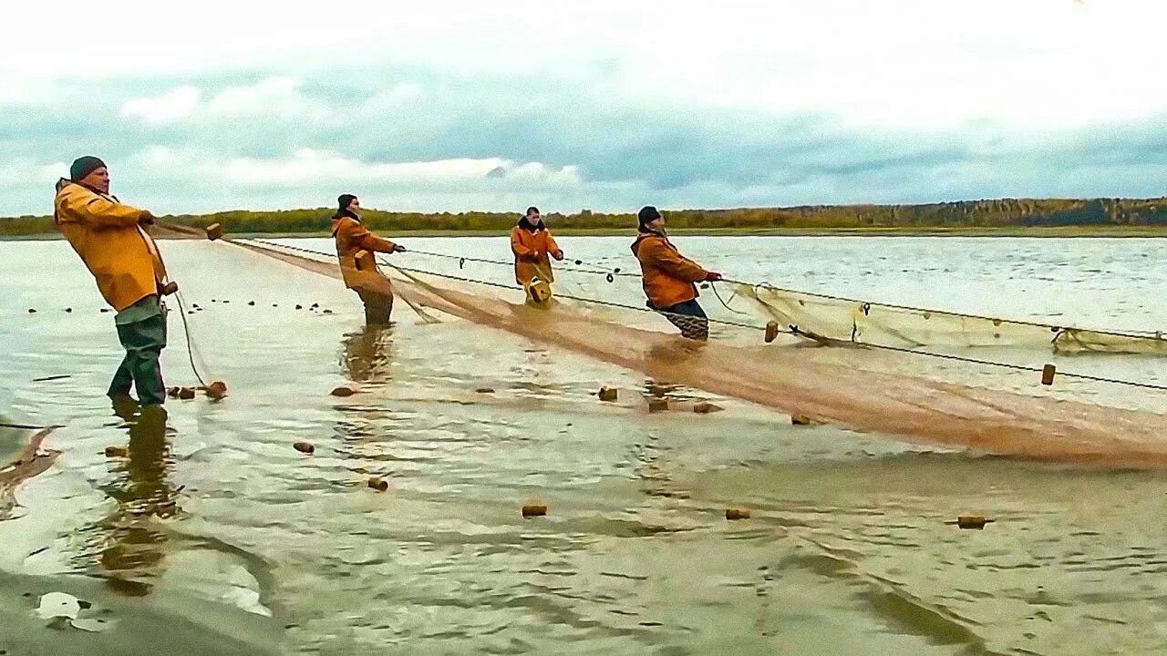 Процесс ловли. Рыбалка неводом. Рыбная ловля неводом. Рыбалка неводом и бреднем. Ловля рыбы бреднем.