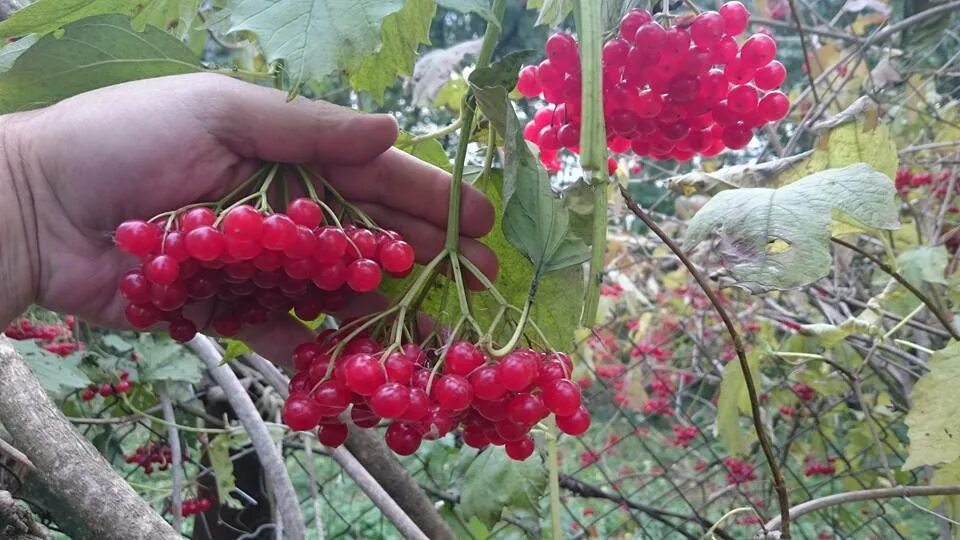 Калина вяжущая. Калина красная полезные свойства. Есть ягоды калины. Калина обыкновенная плоды. Калина ягоды.