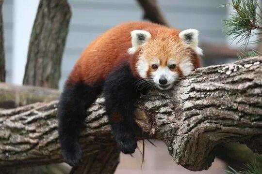 Панда красная ул 115 фото Another edit of a red panda :) Panda rosso, Immagini con animali, Animali carini
