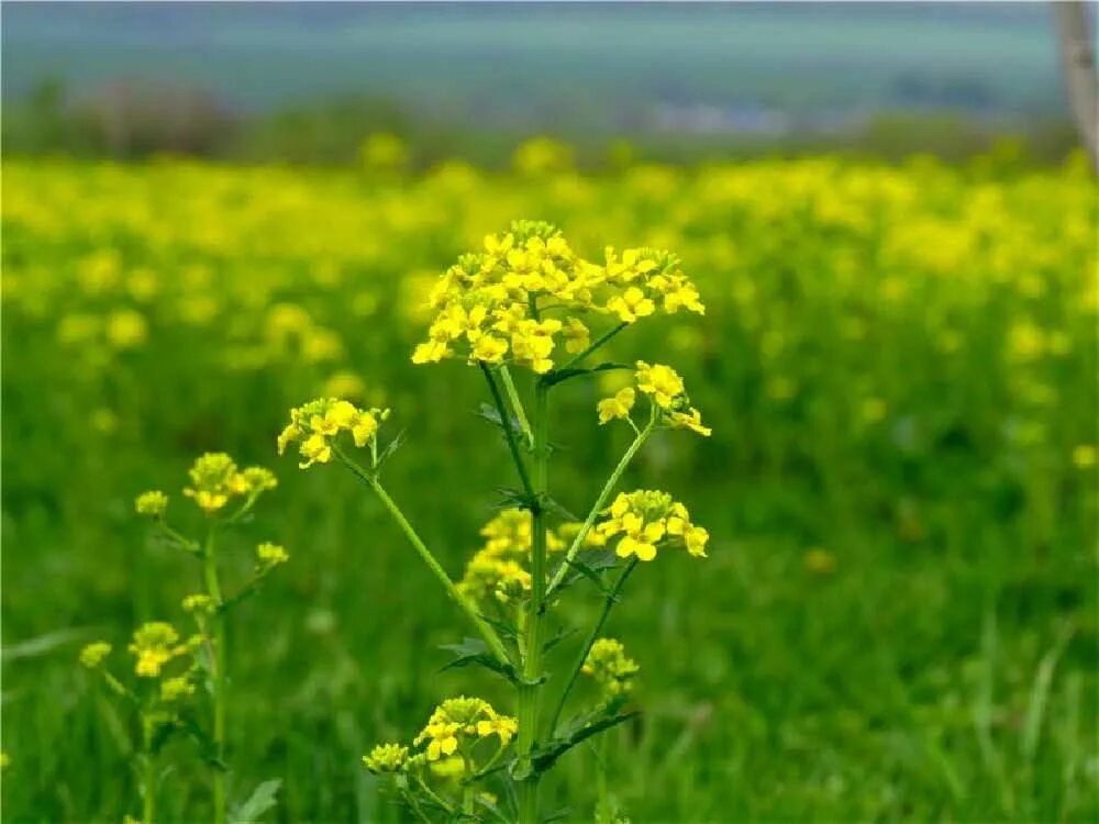 сурепка полевая. сурепка обыкновенная (barbarea vulgaris). сурепка. сурепка обыкновенная. сурепица обыкновенная.