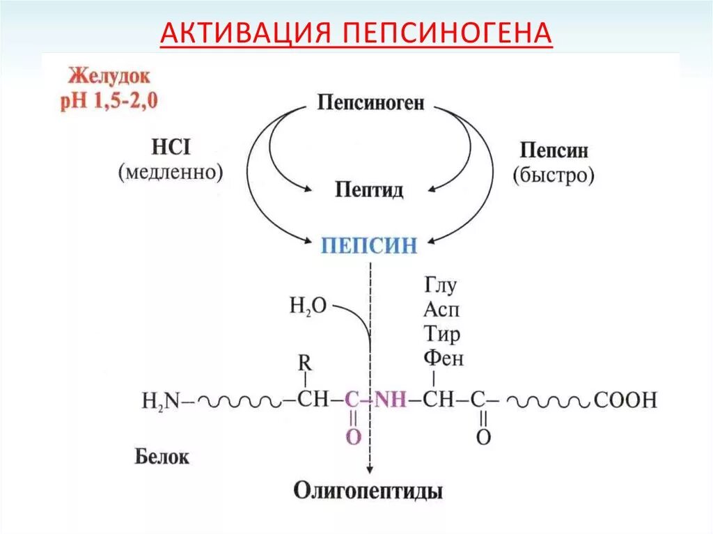 Схема активации пепсиногена. Механизм активации пепсиногена биохимия. Активация пепсина биохимия. Активатор профермента пепсиногена.