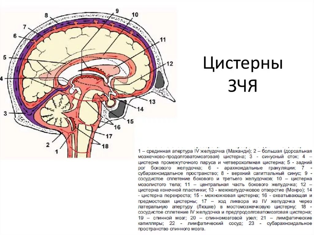 Большая цистерна больше нормы. Цистерны основания головного мозга анатомия. Базальные цистерны головного мозга анатомия. Подпаутинные цистерны головного мозга. Цистерны мозжечка схема.