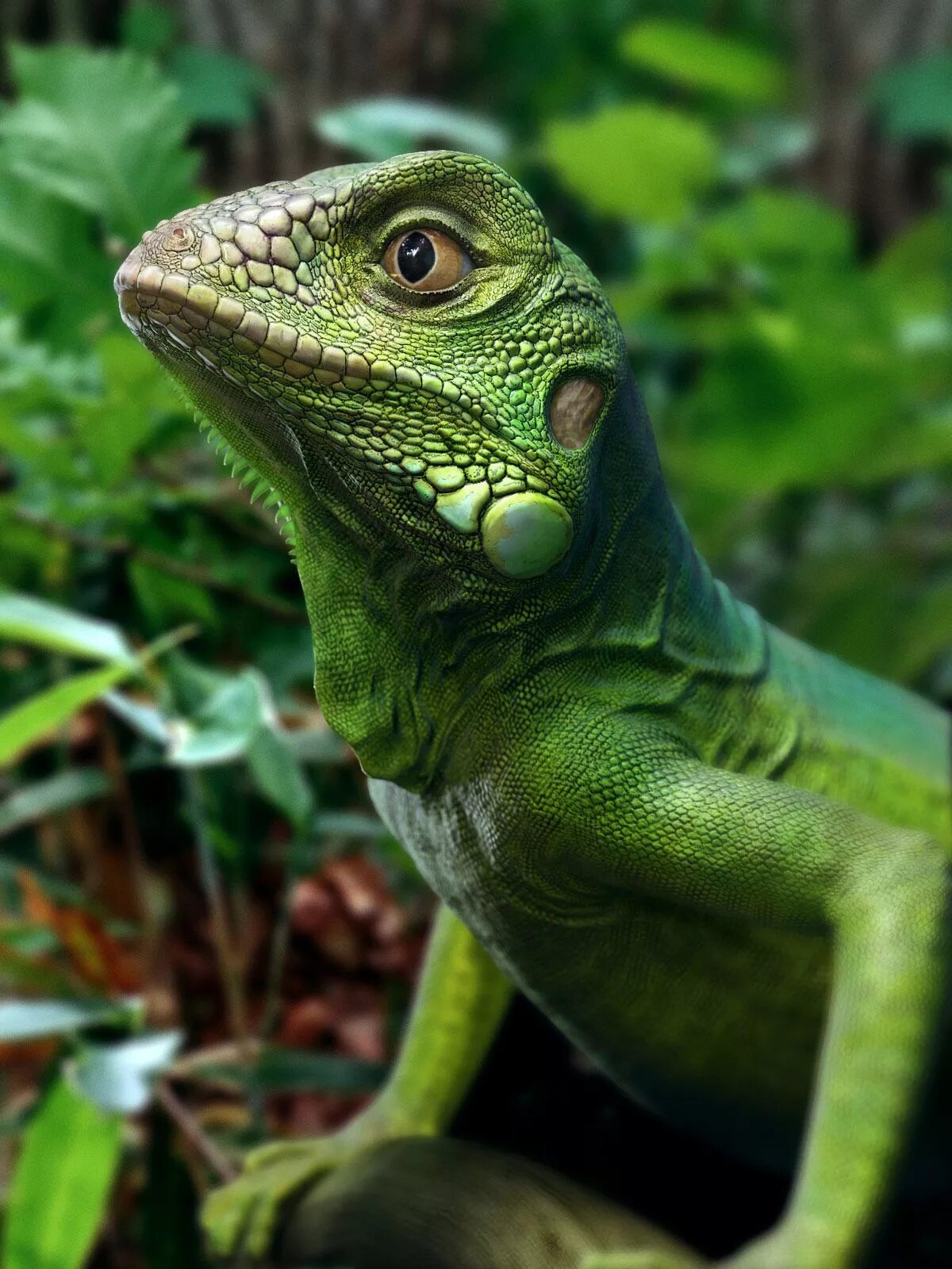 Животное похожее на ящерицу. Игуана зеленая обыкновенная. Игуана (Iguana Iguana. Рептилии ящерицы игуаны. Игуана травоядная.