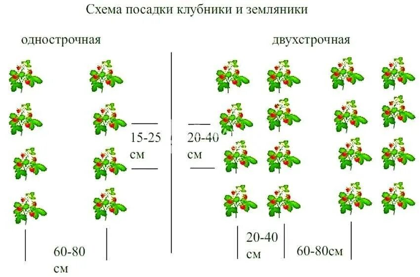 Схема посадки клубники в открытом грунте. Схема посадки ремонтантной клубники в открытом грунте. Схема посадки земляники в открытом грунте. Клубника схема посадки двухстрочная.