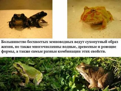 Жизнь земноводных проходит