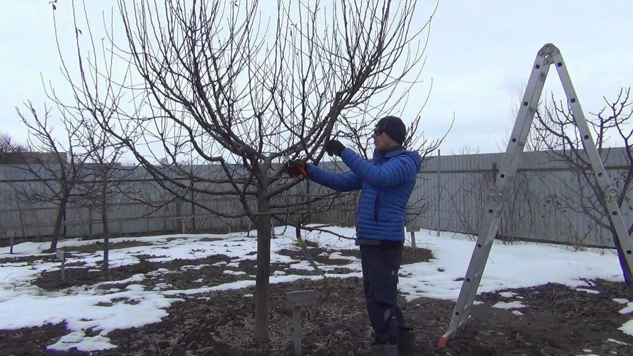 Семья Поддубных обрезка яблонь. Обрезаем яблоню весной видео. Осенью с яблонь сняли.