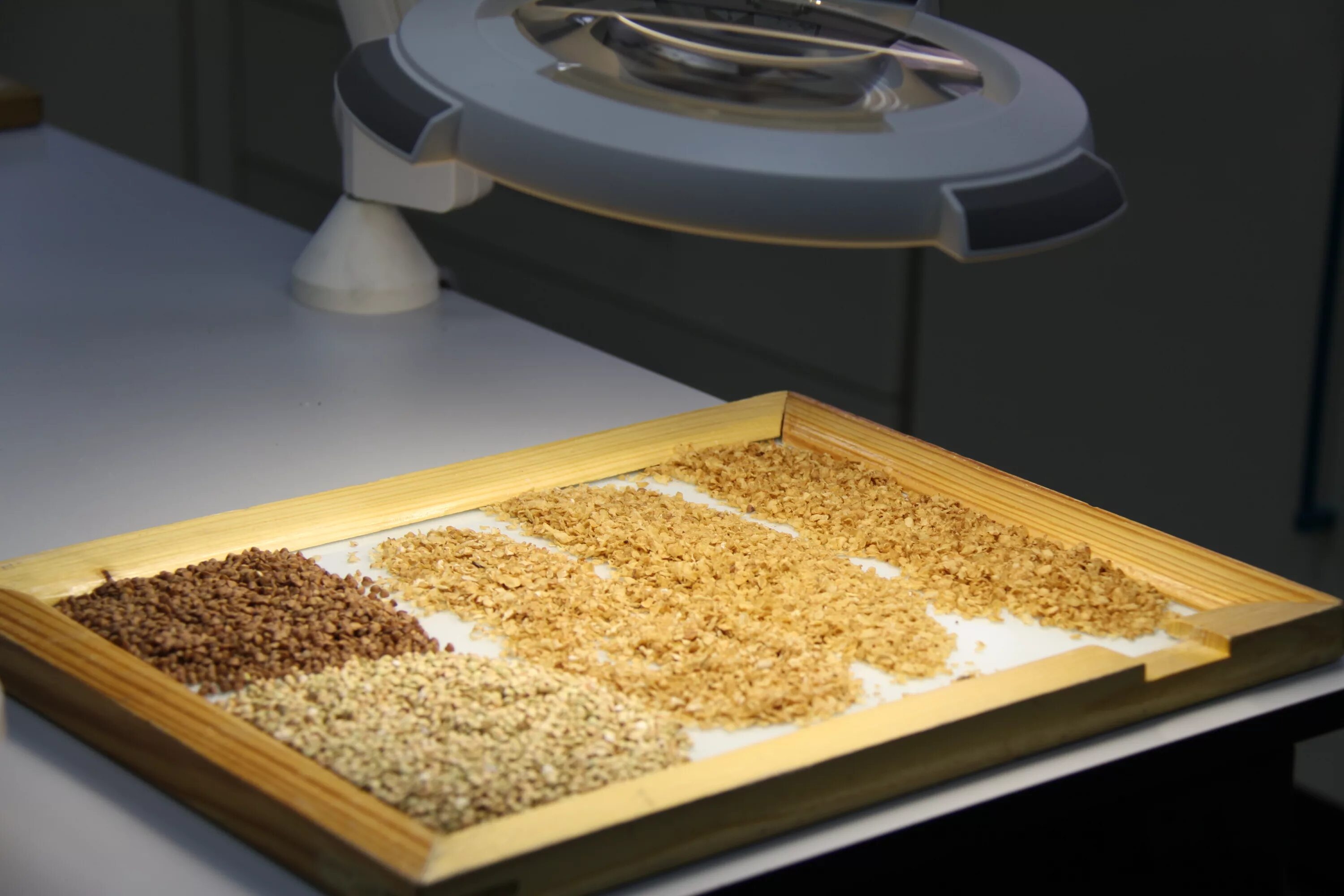 Пшеничный разбор. Контроль качества зерна. Лабораторные исследования зерна. Экспертиза качества круп. Пшеница в лаборатории.