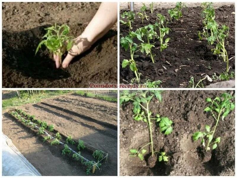 Как правильно рассадить помидоры