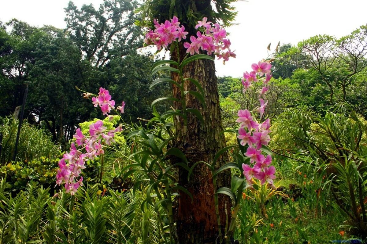 Виды эпифитов. Орхидея эпифит. Эпифиты орхидеи фаленопсис. Эпифиты тропического леса. Эпифиты Южной Америки.