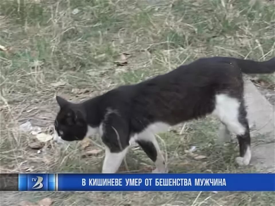 Профилактика бешенства. Признаки бешенства у кота. Ветеринар с кошкой. От бешенства умирают кошки. Профилактика бешенства у животных.