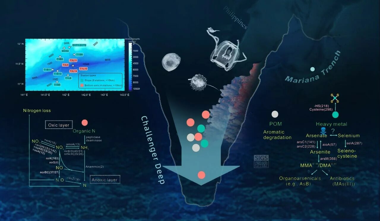Mariana Trench - Wikipedia