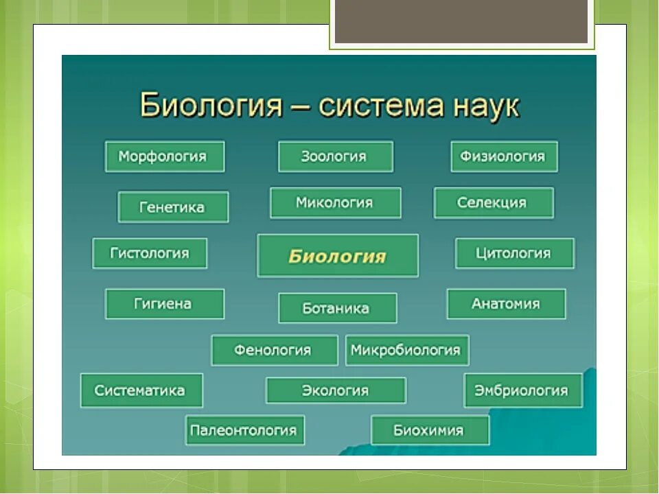 Науки о классах животных. Система биологических наук схема. Отрасли биологии. Биологические дисциплины. Современные разделы биологии.