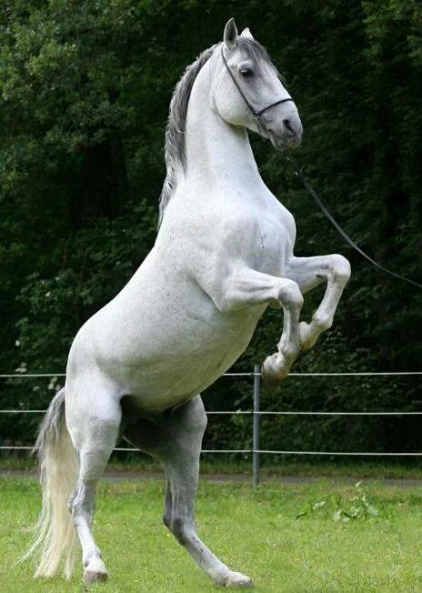 Липицианская лошадь. Липицианская порода. Липпицианская порода лошадей. Порода лошади липицианские. Липиццианская порода лошадей.