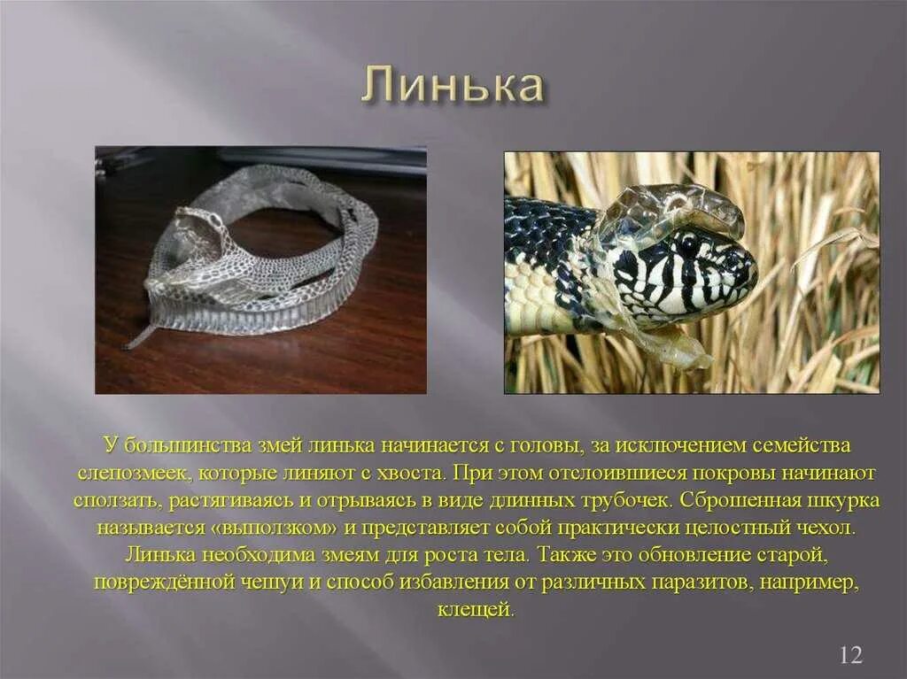 Что значит линька. Что значит линька