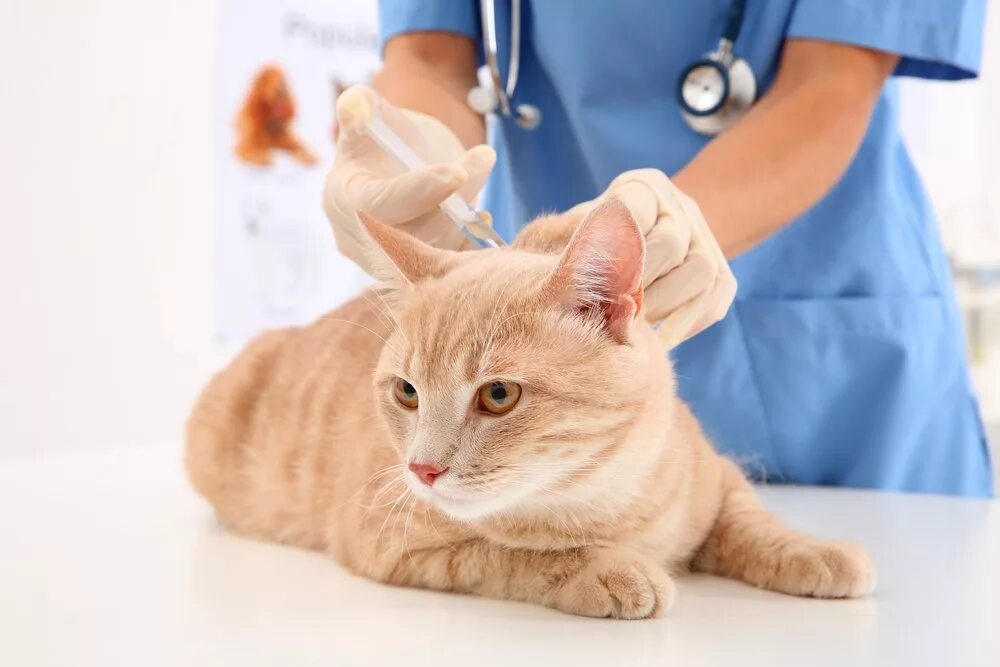 Вакцинация кошек. Вакцинация кошек выезд. Вакцинация кошек. Вакцинация кошек выезд. Прививка кошке.
