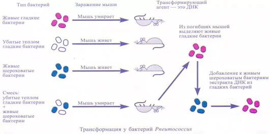 Опыт по трансформации бактерий. Трансформация бактерий схема. Процесс трансформации у бактерий. Трансформация микробиология схема.