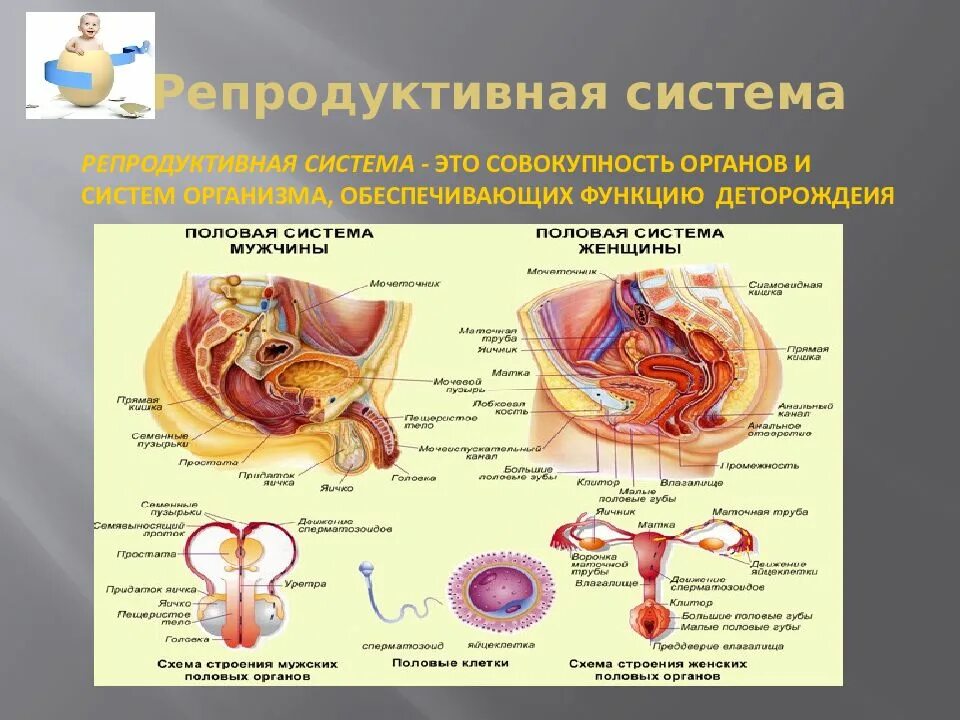 Что составляет основу репродуктивной системы. Строение женской половой системы. Строение репродуктивной системы. Строение женской репродуктивной системы. Строение женских репродуктивных органов.