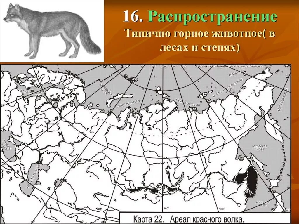 Где находится полярный волк колония на карте. Ареал обитания красного волка в России. Ареал Волков в России. Красный волк ареал обитания на карте России. Волк ареал обитания в России.