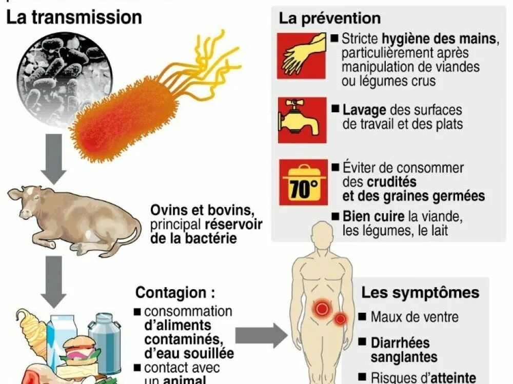 Escherichia coli что это у мужчин. Эшерихия коли симптомы. Патогенез эшерихии коли. Эшерихия кишечная палочка. Палочка эшерихия коли.