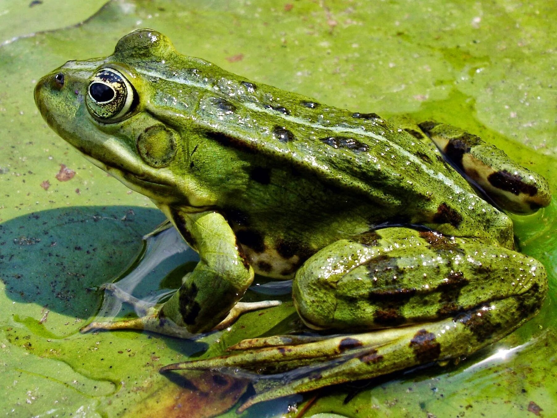 Озёрная лягушка Rana ridibunda. Прудовая лягушка (Rana lessonae). Озерная Прудовая травяная остромордая лягушка. Озерная лягушка, зеленая жаба. Лягушка прудовая пресмыкающееся