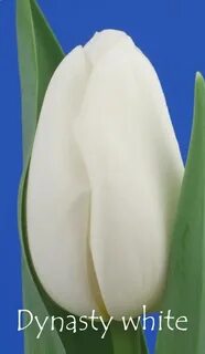 White master