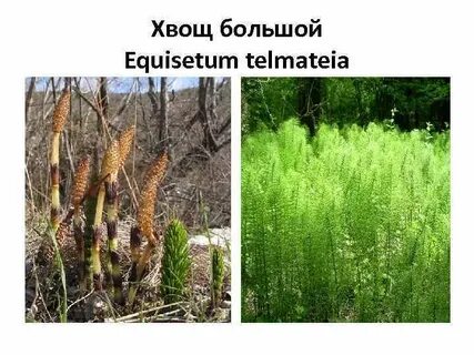 Представители хвощевидных растений