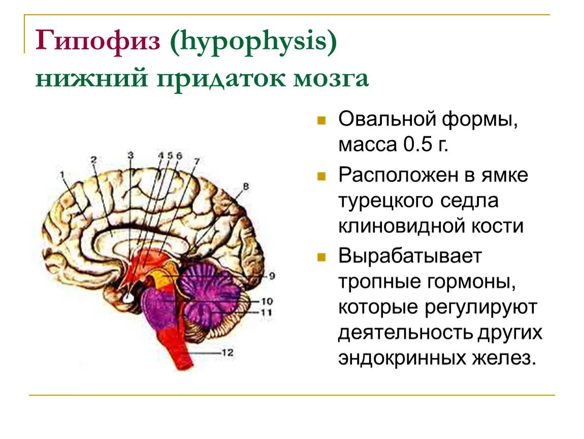 Гипофиз. Придаток мозга гипофиз. Строение головного мозга гипофиз. Ямка гипофиза.