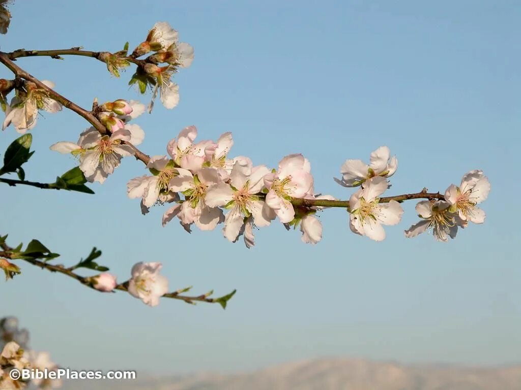 Almond blossom. Миндаль дерево цветение. Сакура миндаль. Уральская Сакура миндаль. Prunus Amygdalus.