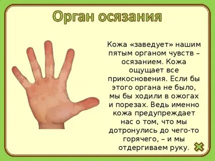 Роль осязания в жизни человека