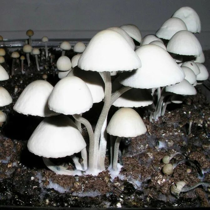 Споры грибов семена. Panaeolus cyanescens панеолус. Panaeolus cyanescens Jamaica. Панэолус синеющий Panaeolus cyanescens. Псилоцибиновый гриб Panaeolus Jamaica.