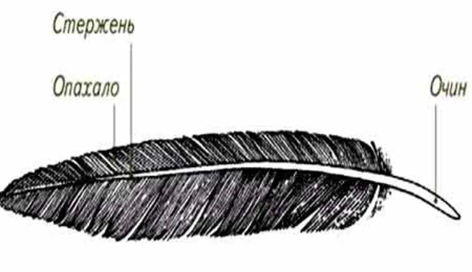 Пуховое перо птицы строение. Пуховые перья птиц строение. Зарисуйте схему строения контурного пера. Контурное перо зарисовать.
