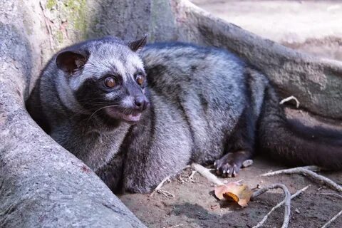 Musang Merah Images, Photos Mungfali.