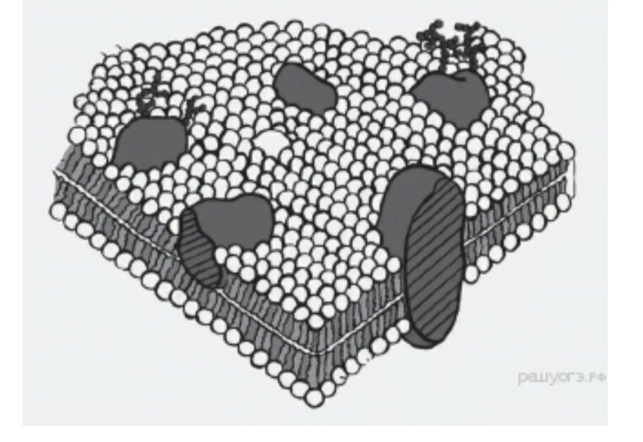 Модель биологической мембраны рис.3.6. Фрагмент клеточной структуры. На рисунке изображена клеточная структура. Какая клеточная структура изображена на рисунке.