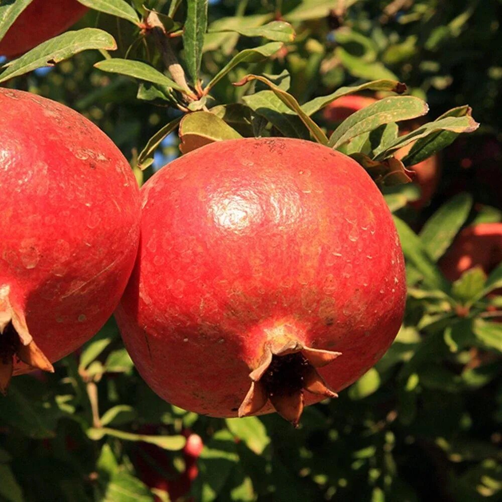 Азербайджанский сорт. Punica granatum. гранат азербайджан. гранат азербайджанский. гранат саженцы.