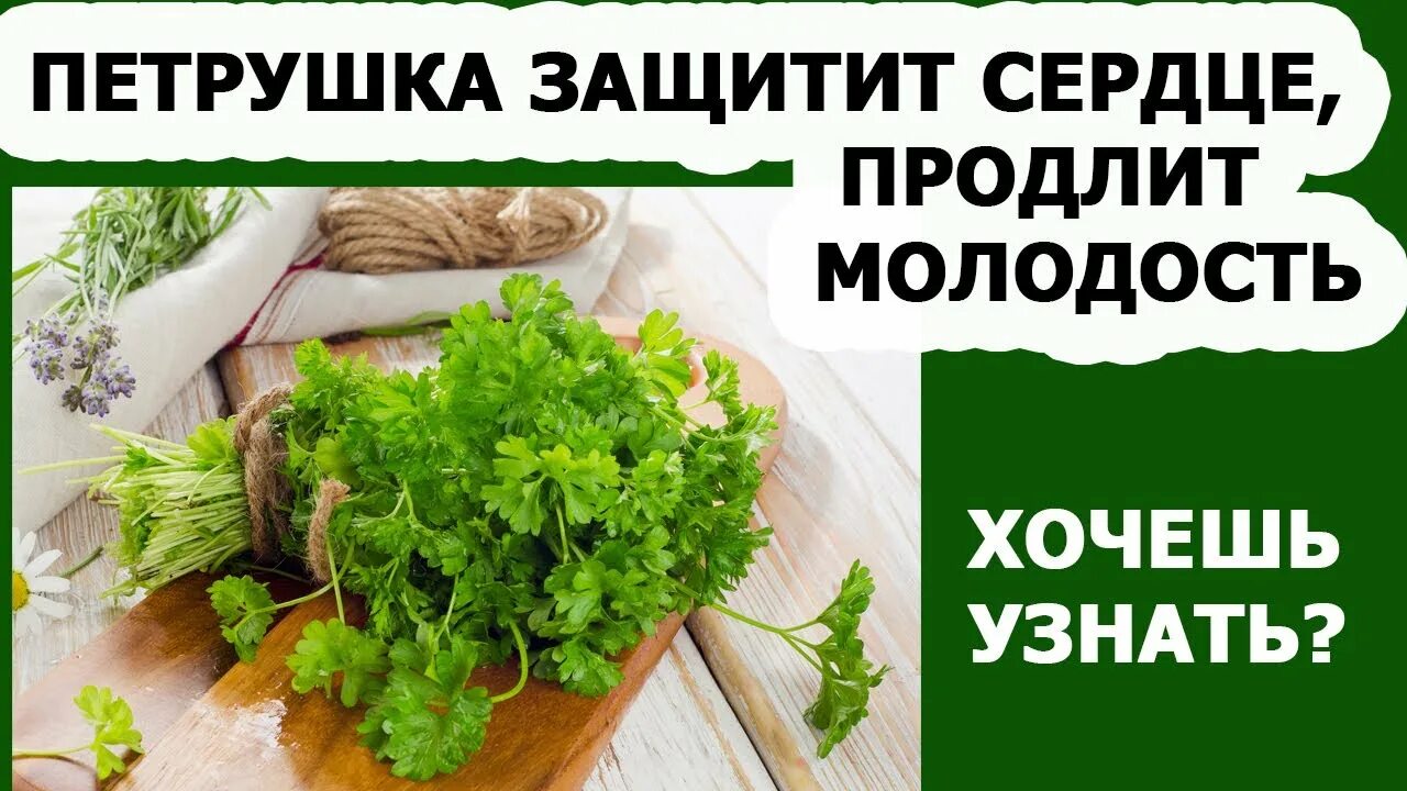 Стишок про петрушку. Чем полезна петрушка для женщин после 60. Укроп петрушка кинза. Чем полезна петрушка для женщин после 60. Петрушка польза.