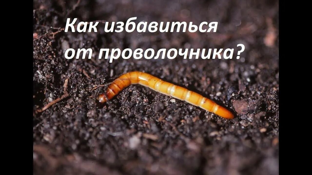 Личинка жука щелкуна. Личинки щелкунов проволочники. Жук проволочник. Проволочник в огороде. Жук червяка проволочника.