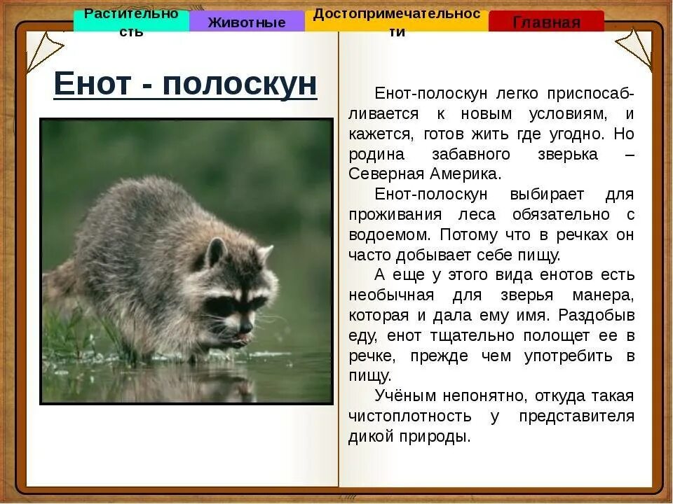 Енот описание. Енот-полоскун описание. Проект енот полоскун. Енот полоскун доклад. Я енотик полоскун текст