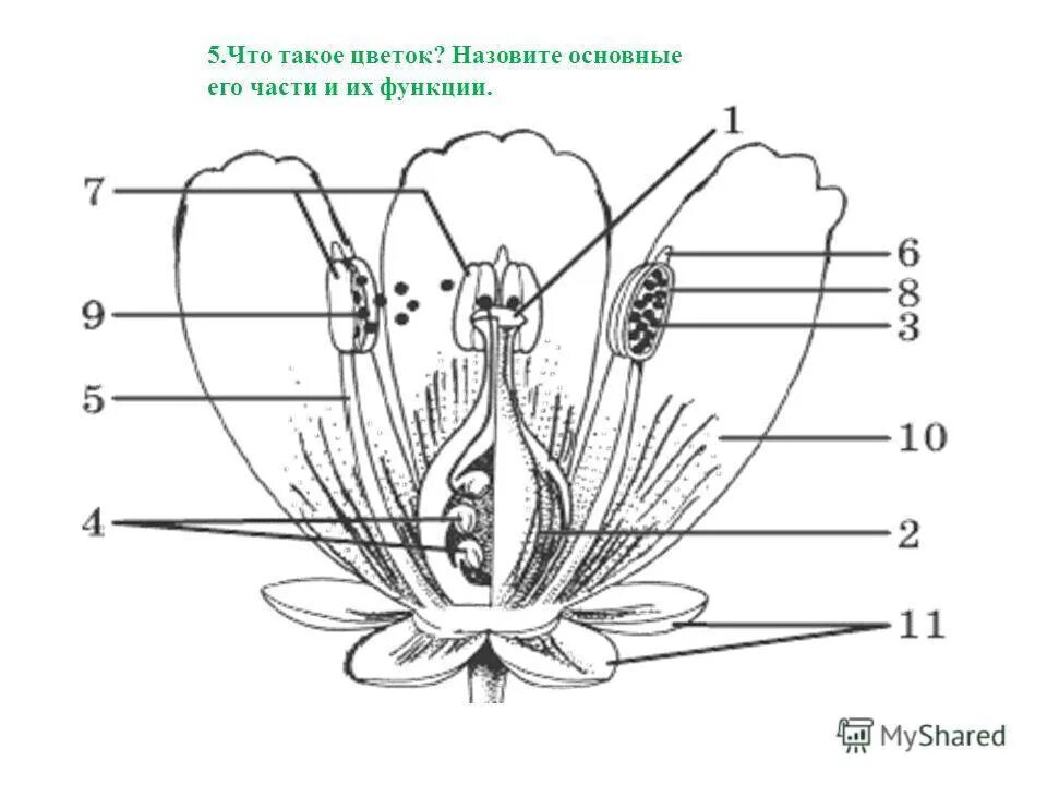 Часть цветка 6 класс впр. Строение цветка 6 класс биология Пономарева. Схема строения цветка 6 класс биология рисунок 120 Пасечник. Цветок строение цветка. Строение цветка без подписей.